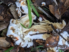 Hypomyces