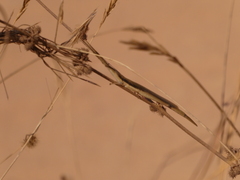 Cannula gracilis