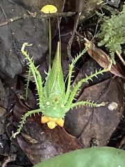 Panacanthus cuspidatus