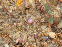 Atractylis cancellata