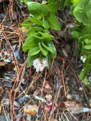 Arctostaphylos pallida