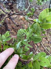Arctostaphylos pallida
