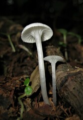 Gloiocephala quercetorum