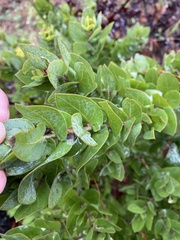 Arctostaphylos pallida
