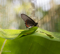 Battus polydamas