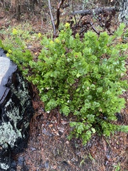 Arctostaphylos pallida