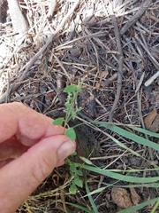 Chenopodium triandrum
