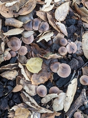 Psathyrella