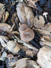 Psathyrella