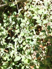 Chenopodium triandrum
