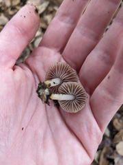 Psathyrella