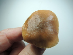 Gomphidius maculatus