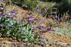Penstemon caesius