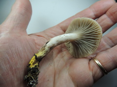 Gomphidius maculatus