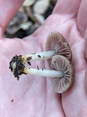 Psathyrella