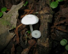 Gloiocephala quercetorum