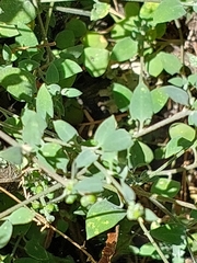 Chenopodium triandrum