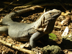 Ctenosaura oedirhina