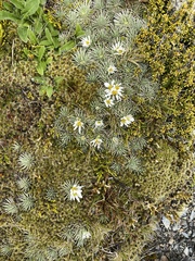 Celmisia sessiliflora