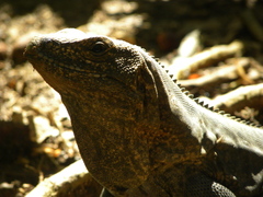 Ctenosaura oedirhina