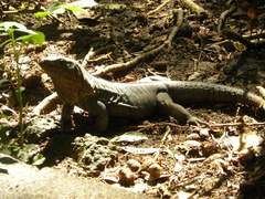 Ctenosaura oedirhina