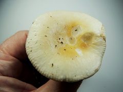 Russula crenulata