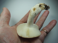 Russula crenulata