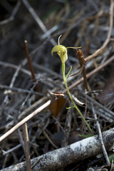 Pterostylis trullifolia