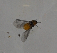 Phylloxera caryaeglobuli