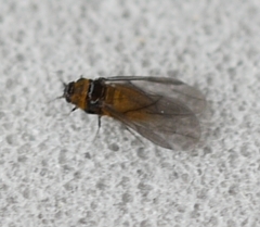 Phylloxera caryaeglobuli