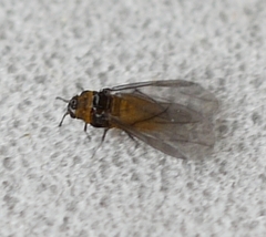Phylloxera caryaeglobuli