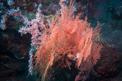 Melithaea ochracea