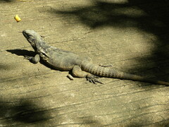 Ctenosaura oedirhina