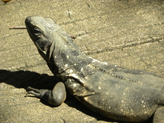Ctenosaura oedirhina