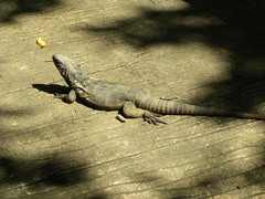 Ctenosaura oedirhina