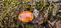 Flammulina