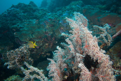 Chironephthya