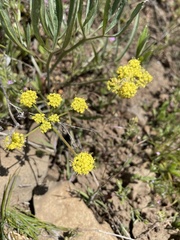 Lomatium triternatum