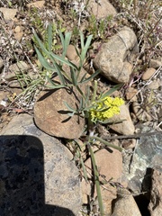 Lomatium triternatum