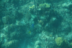 Holacanthus ciliaris