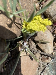 Lomatium triternatum