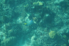 Holacanthus ciliaris