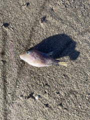 Canthigaster rostrata