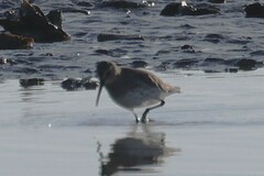 Calidris alpina