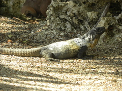 Ctenosaura oedirhina