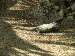 Ctenosaura oedirhina