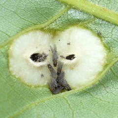 Phylloxera caryaeglobuli