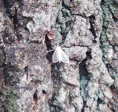 Palpita flegia