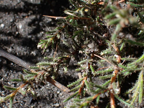 Image of Erica glutinosa by (c) Ren Hoekstra, some rights reserved (CC BY)