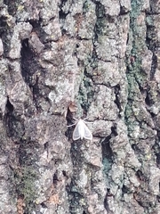 Palpita flegia